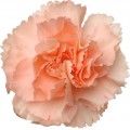 Mini Carnations - Nana (bunch of 10 stems)